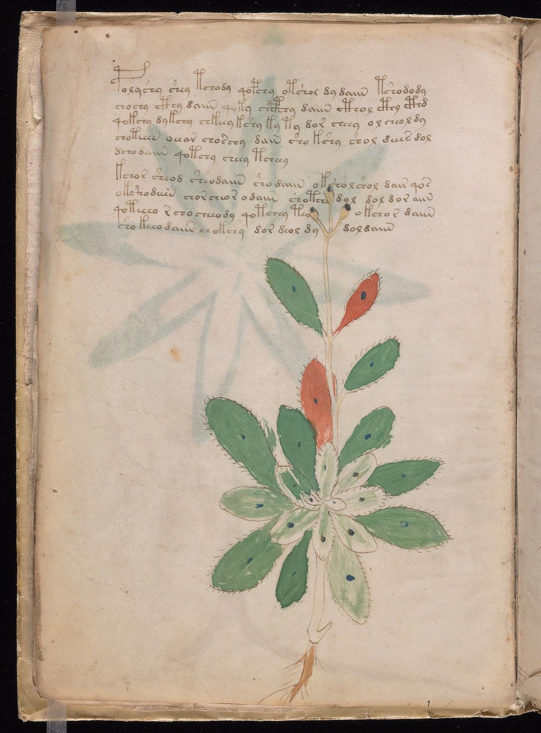 Herbal Page 14